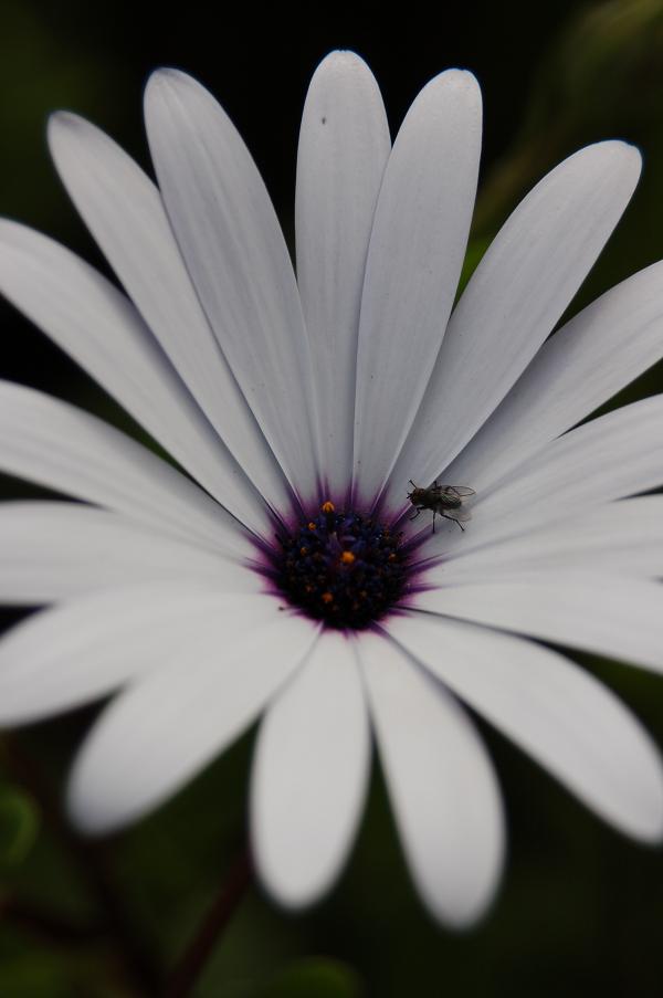 Blüte in Australien mit Fliege