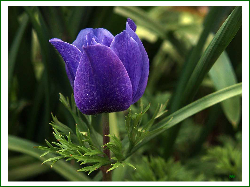 Blüte in BLAU