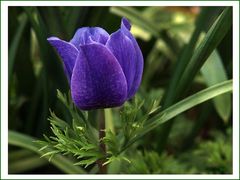 Blüte in BLAU