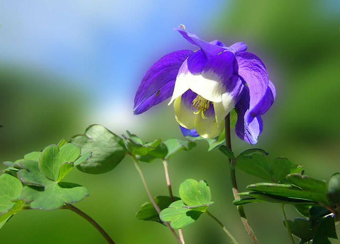 Blüte in blau