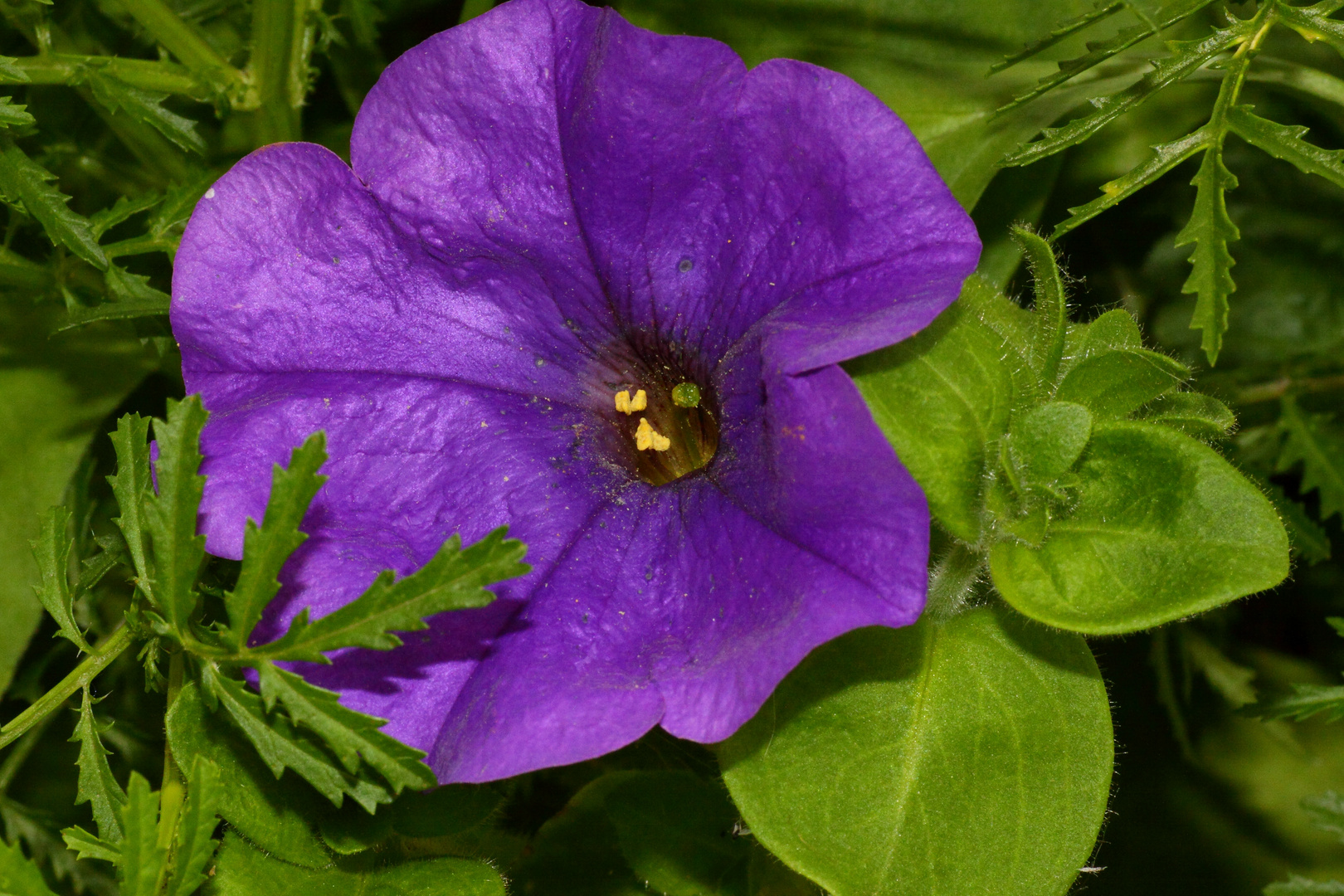 Blüte in blau