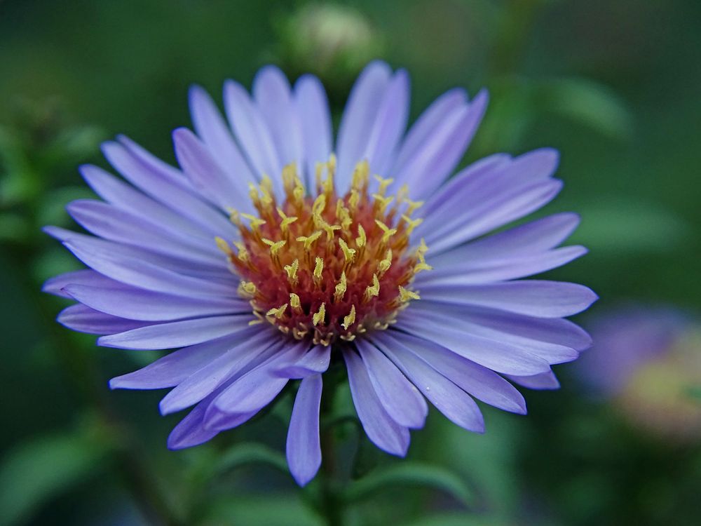 Blüte in Blau