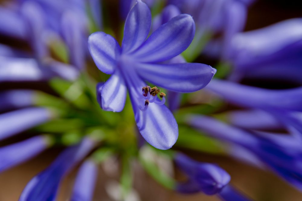 Blüte in Blau