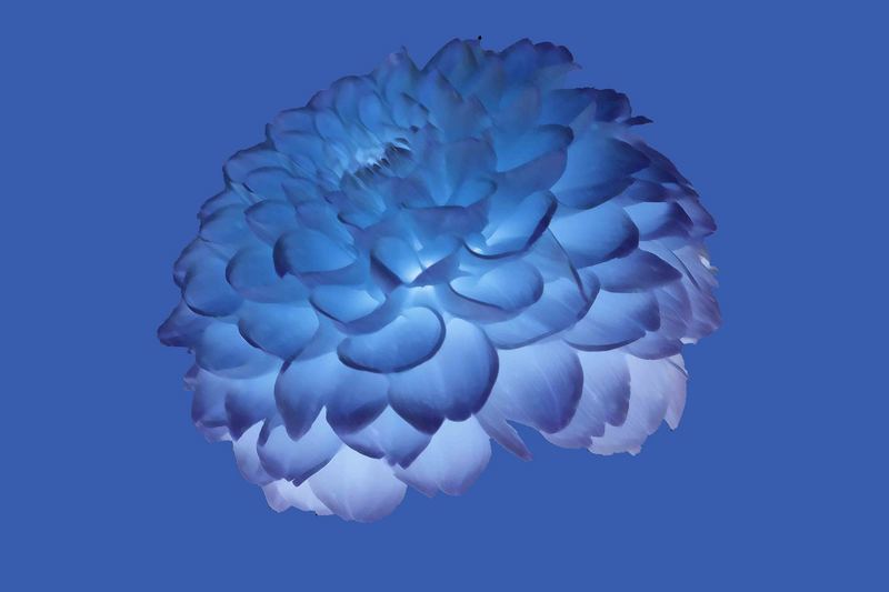 Blüte in blau