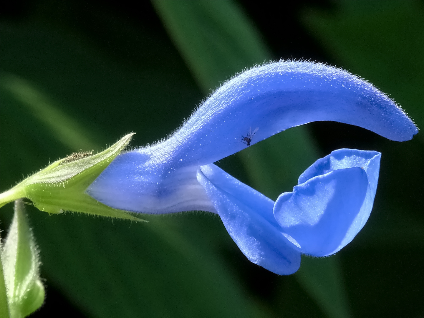 Blüte in Blau