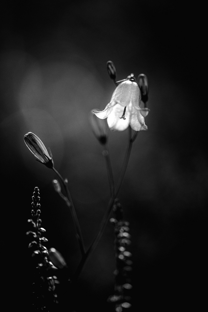 Blüte in b/w