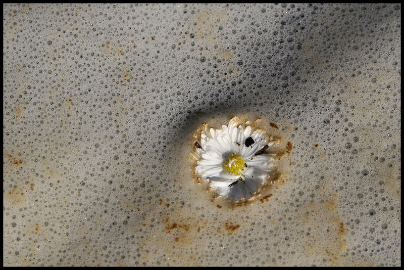 Blüte in Cappuccino