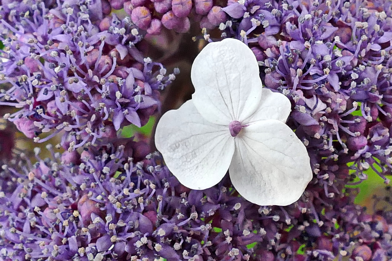 Blüte in den Blüten