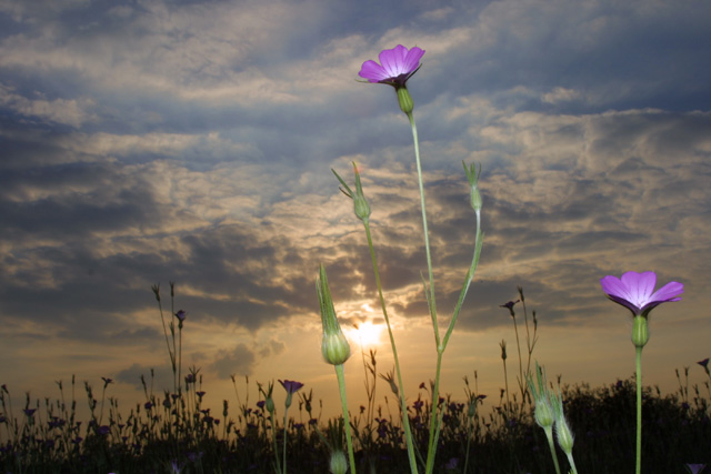 Bluete in der Abendsonne 1