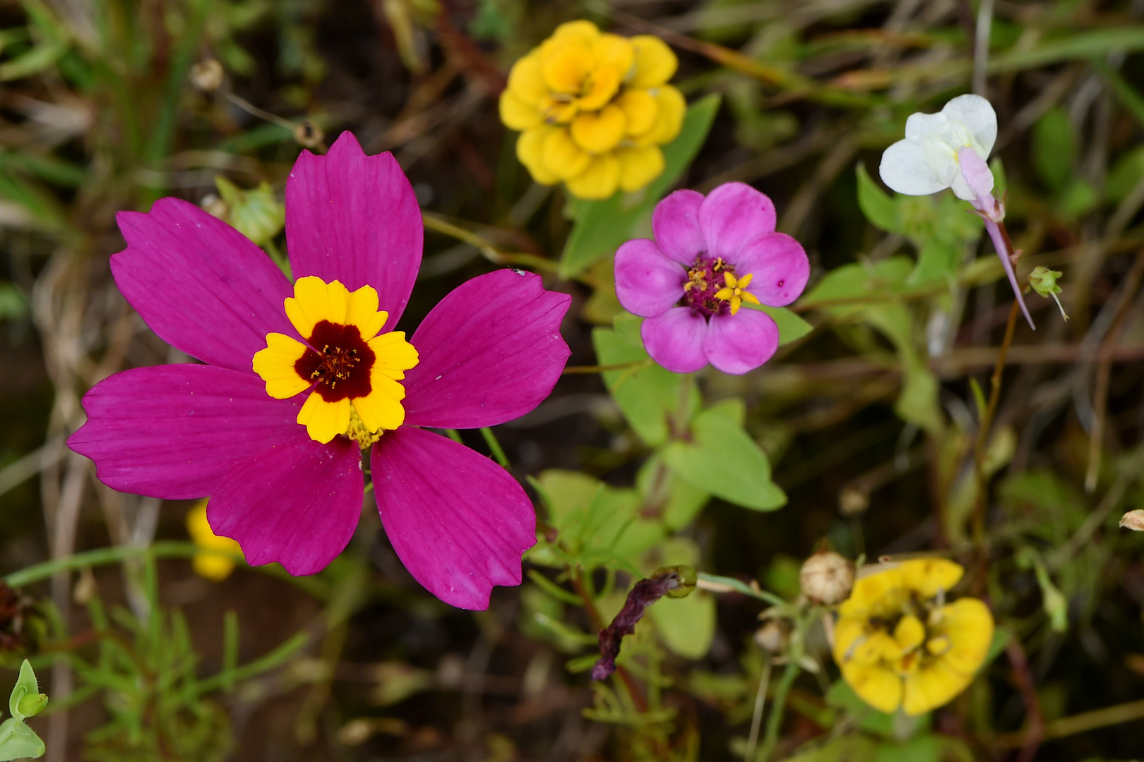 Blüte in der Blüte