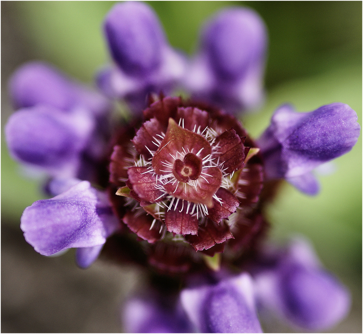 Blüte in der Blüte