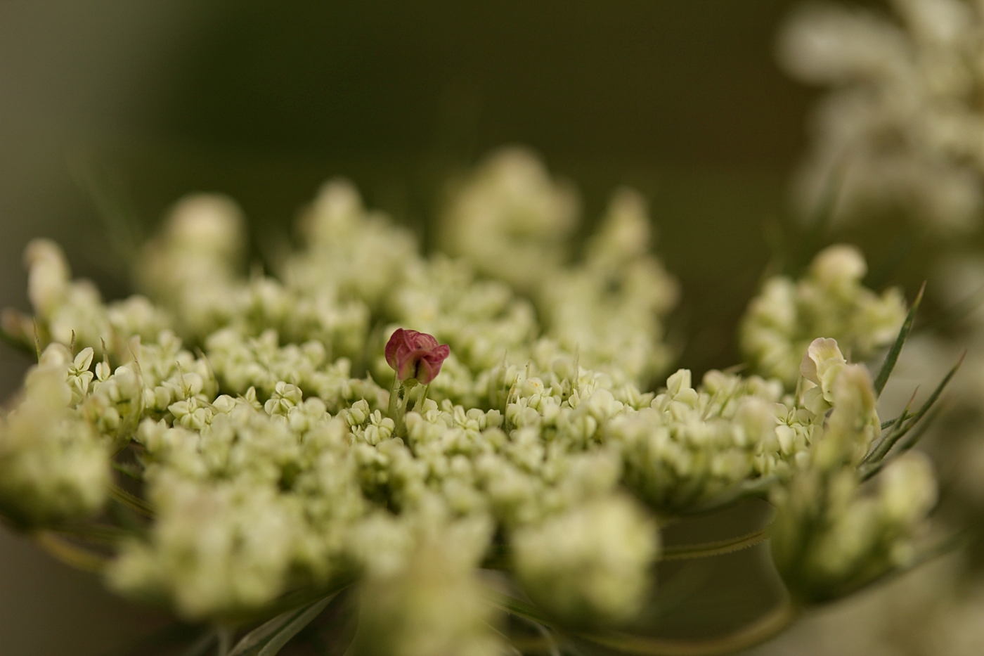 Blüte in der Blüte