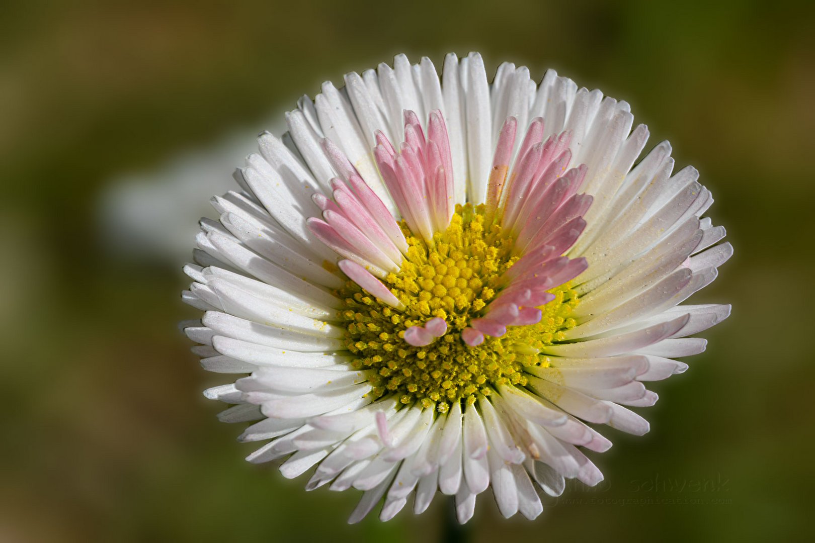 Blüte in der Blüte