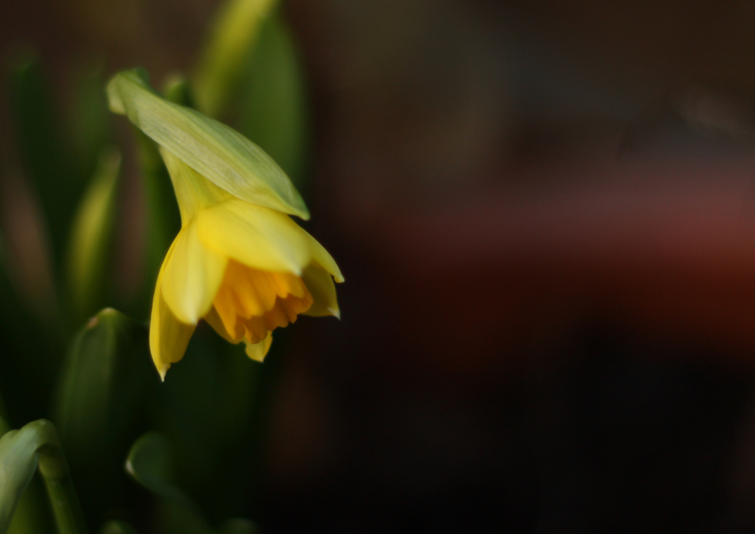 Blüte in der Dunkelheit