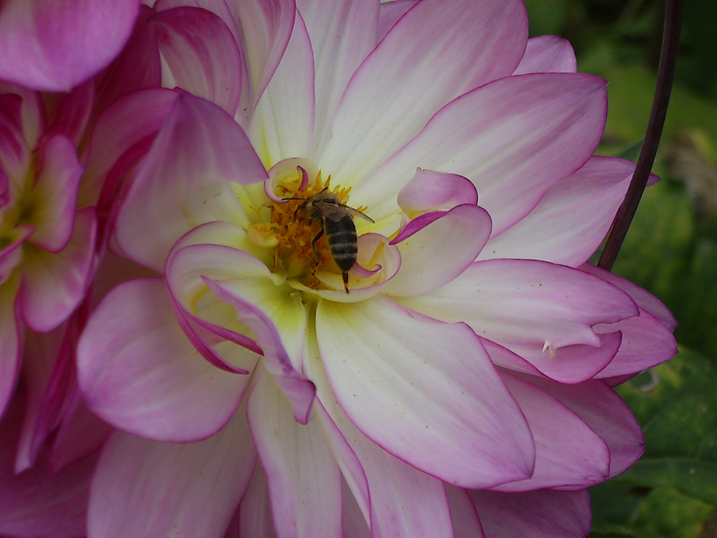 Blüte, in der ein Insekt sitzt