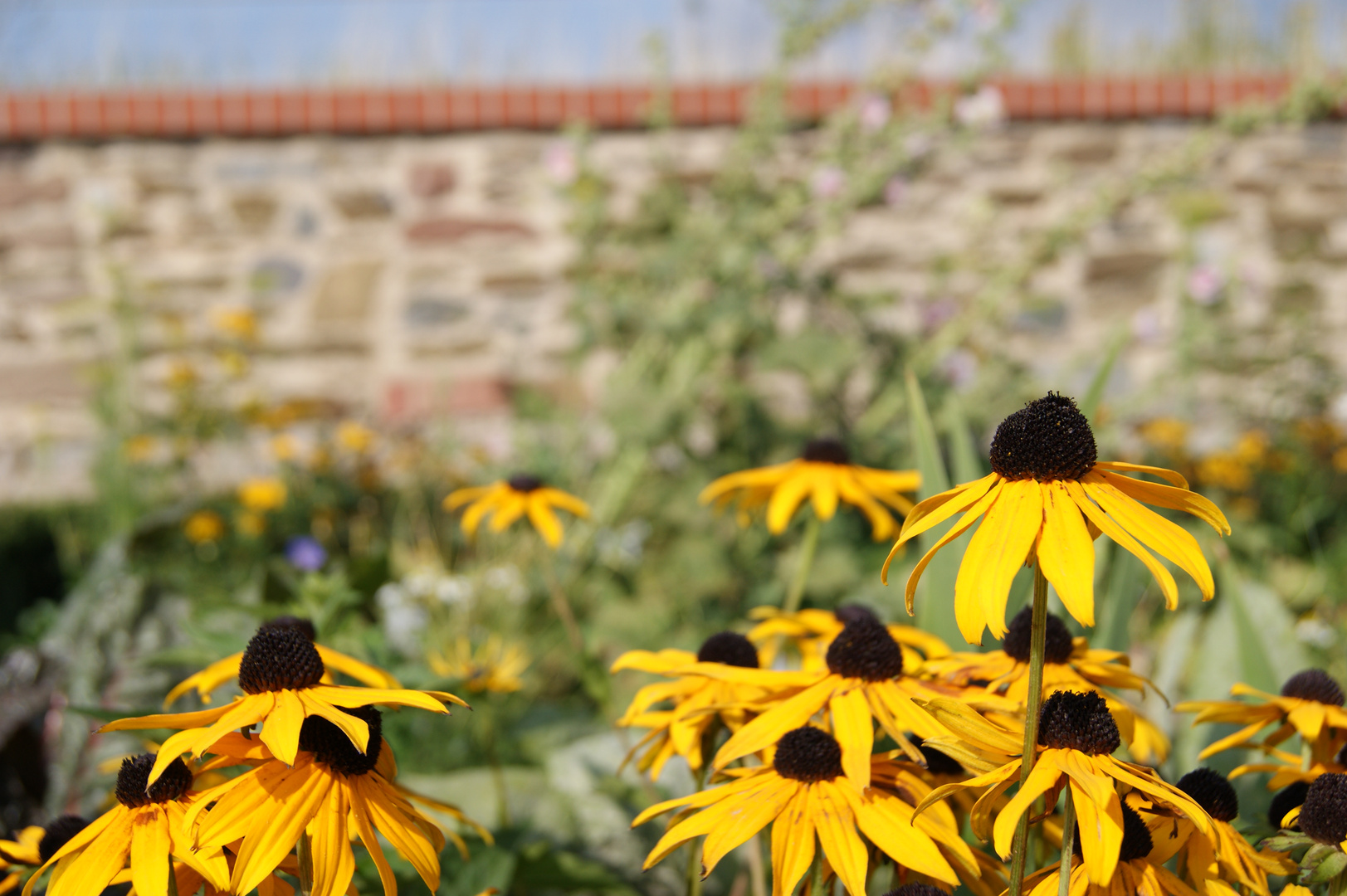 Blüte in der Festung