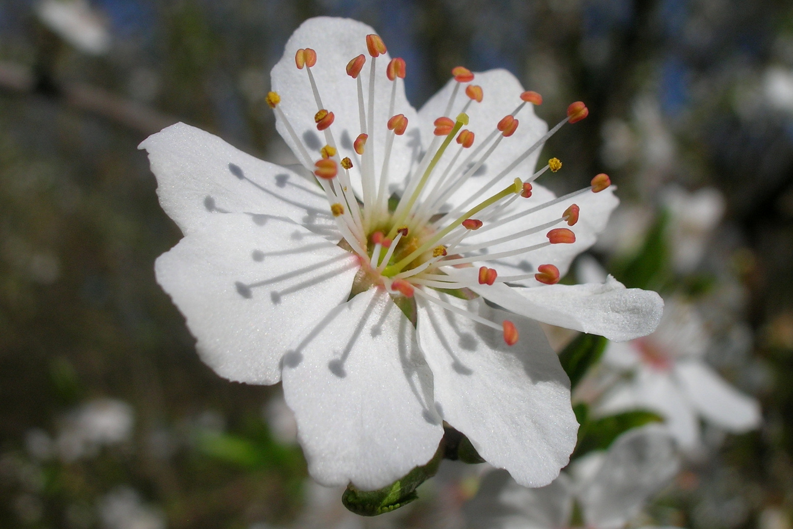 Blüte in der Frühlingssonne