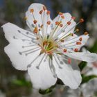 Blüte in der Frühlingssonne