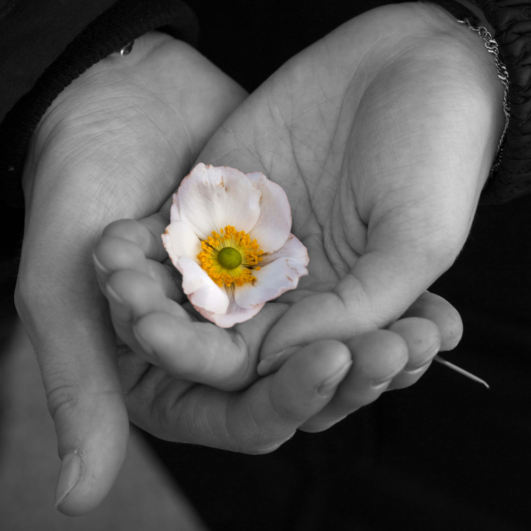 Blüte in der Hand