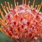 Blüte in der Kölner Flora