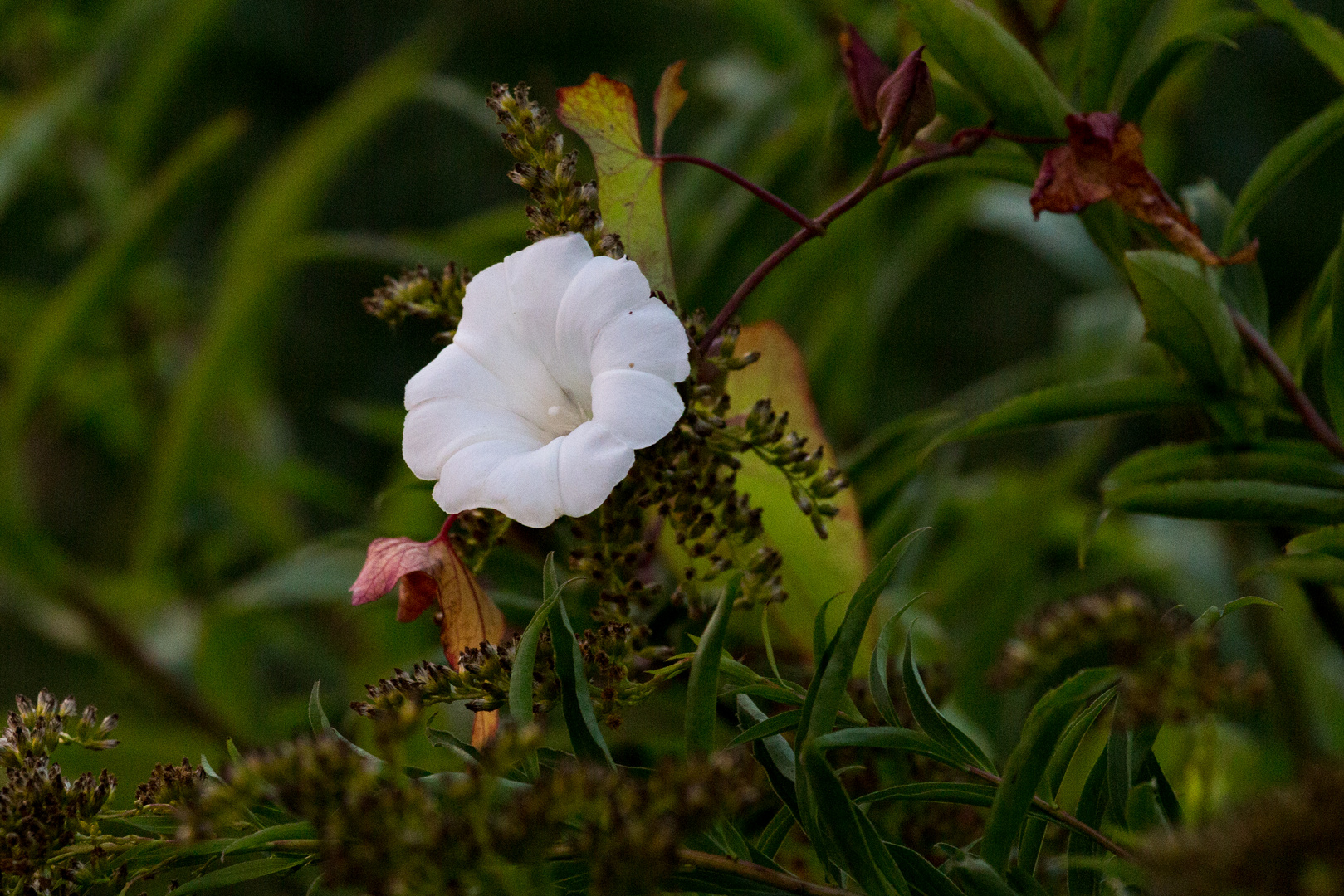 Blüte in der Lippeaue