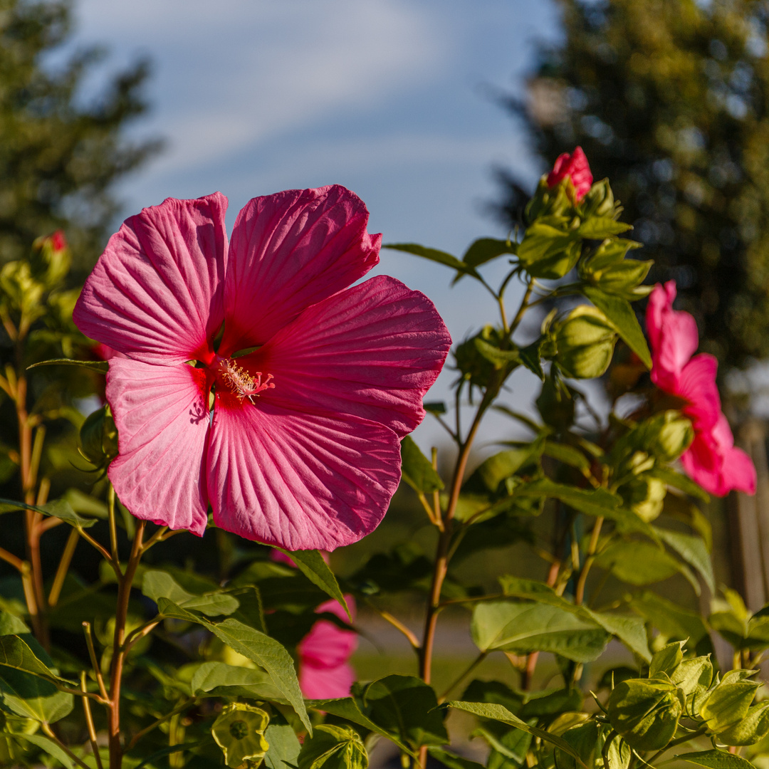 Blüte in der Nachmittagssonne