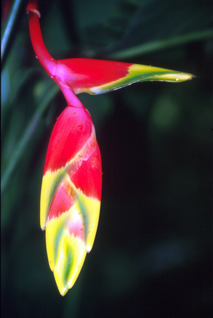 Blüte in der Nacht.