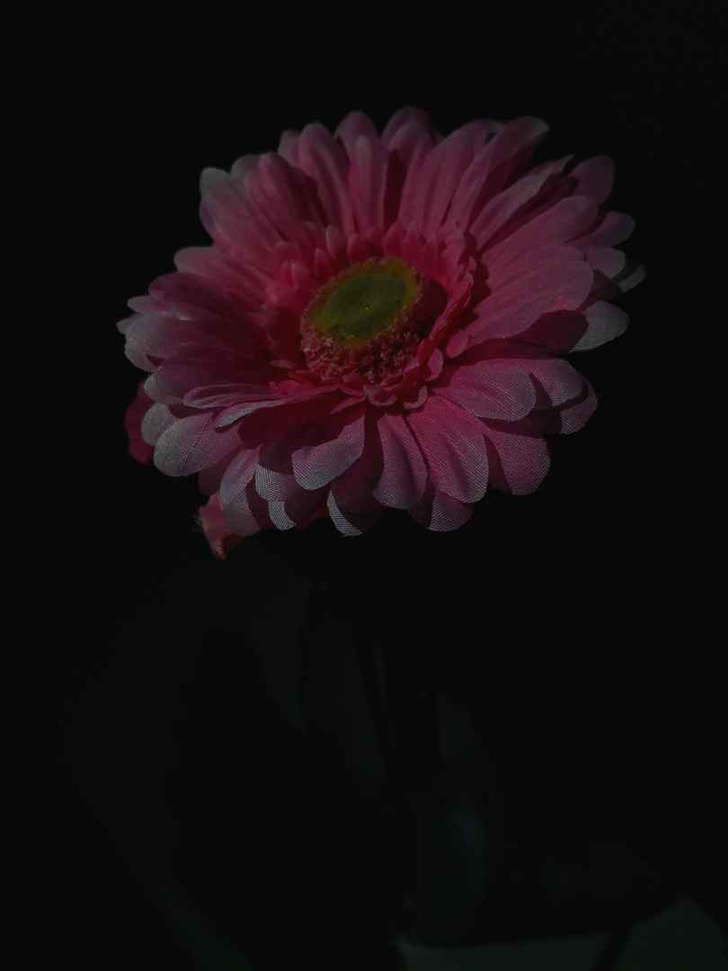 Blüte in der Nacht 