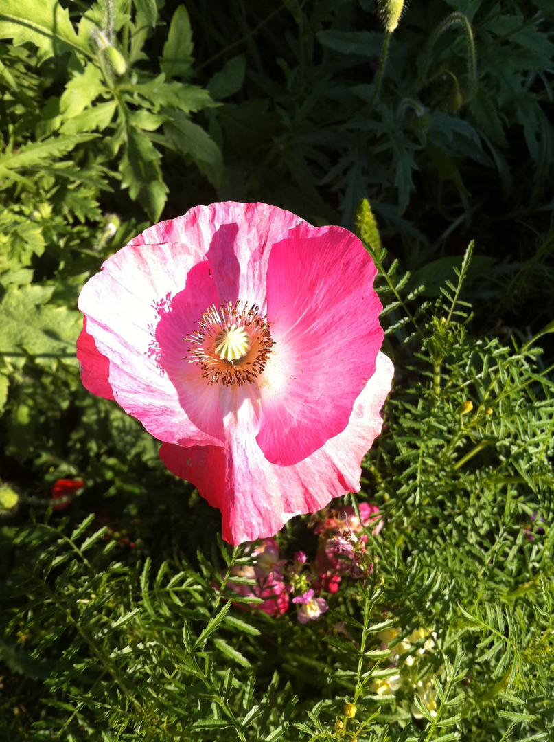 Blüte in der Sonne