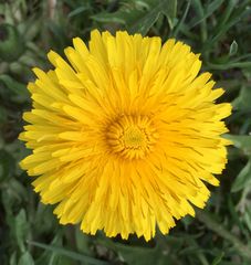 Blüte in der Sonne