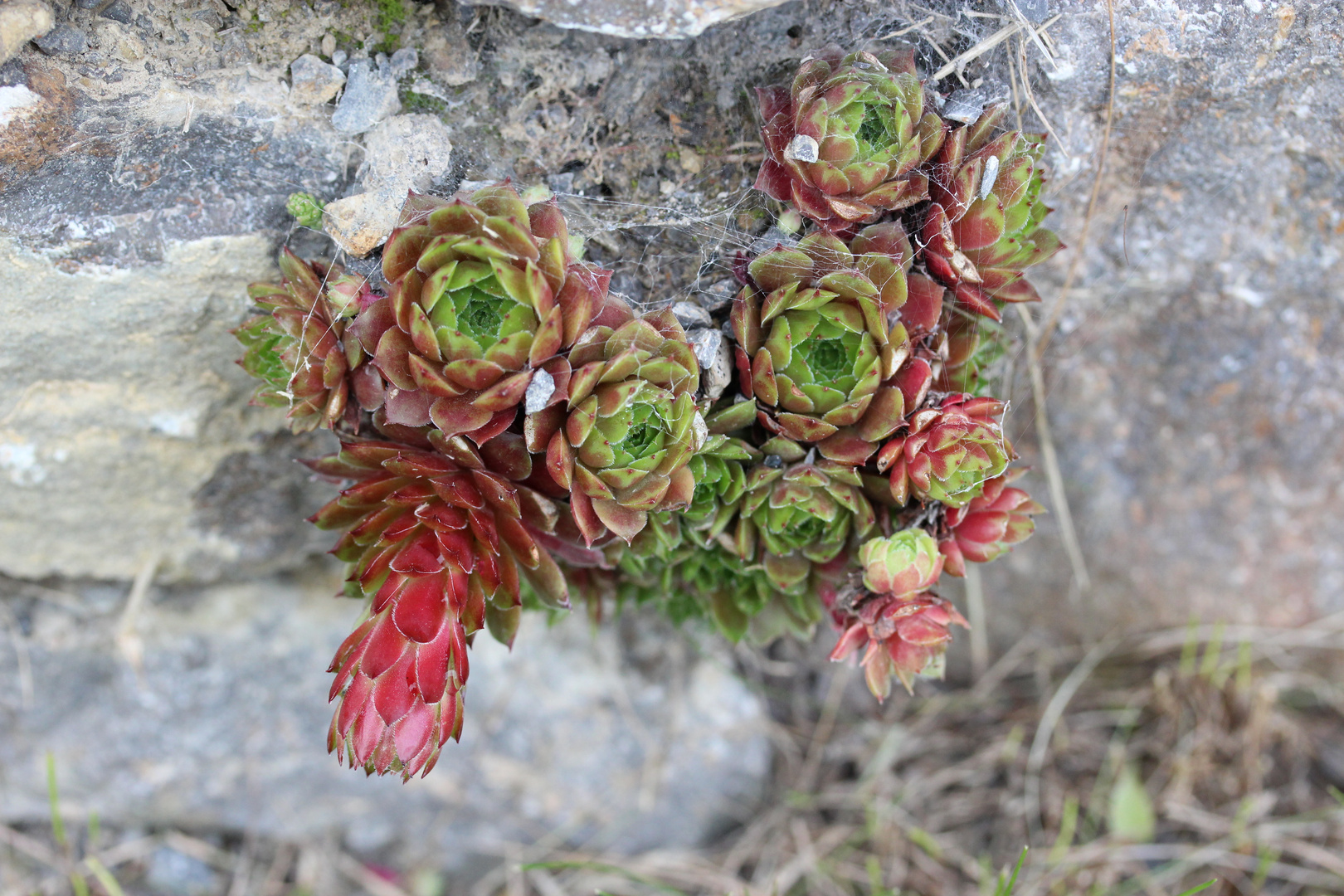 Blüte in der Steinmauer