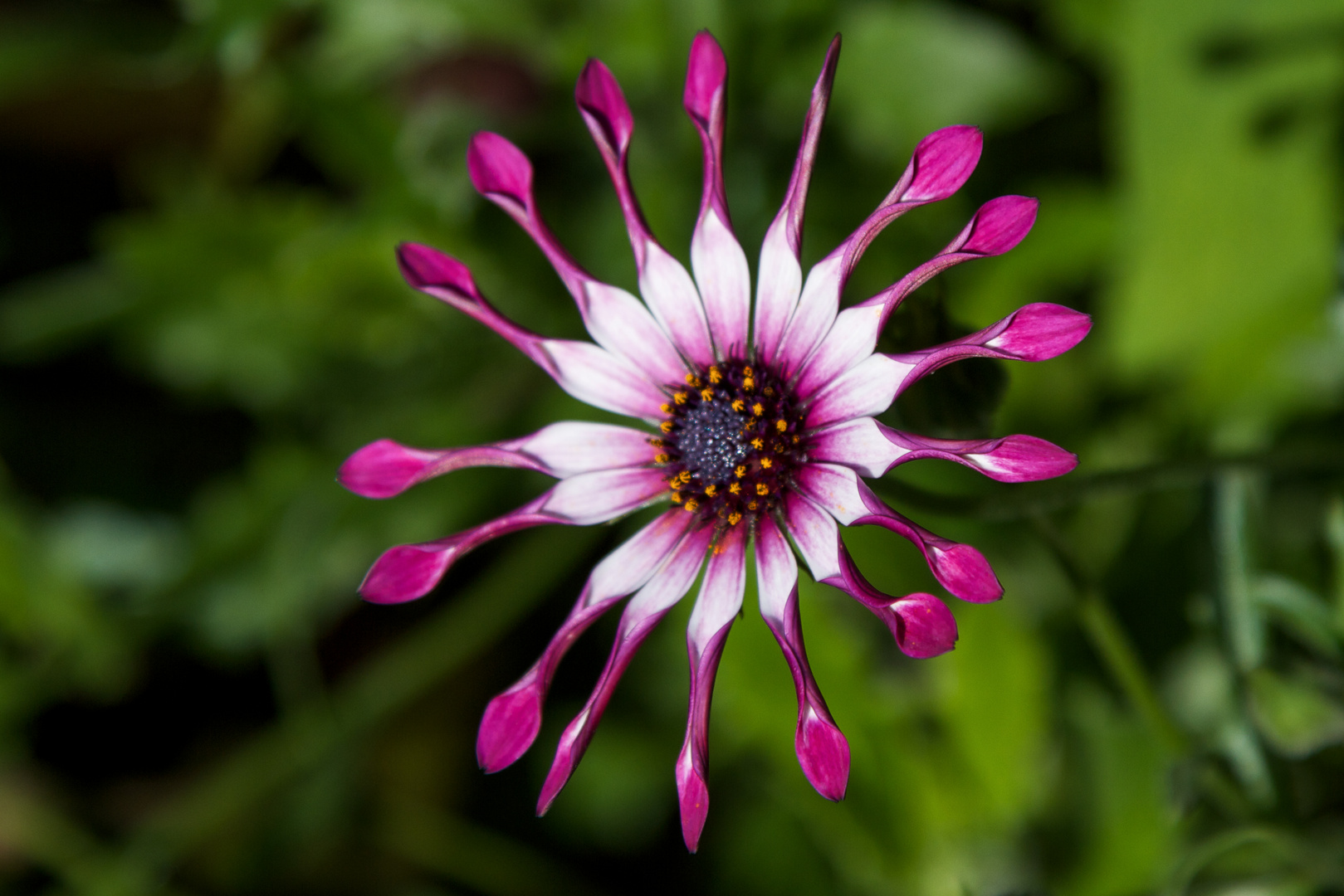 Blüte in einem schottischen Garten