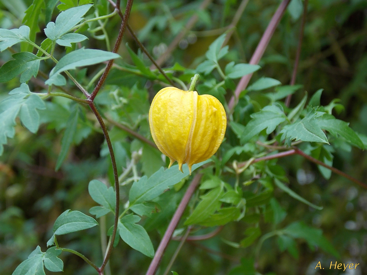 Blüte in einer Hecke