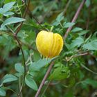 Blüte in einer Hecke