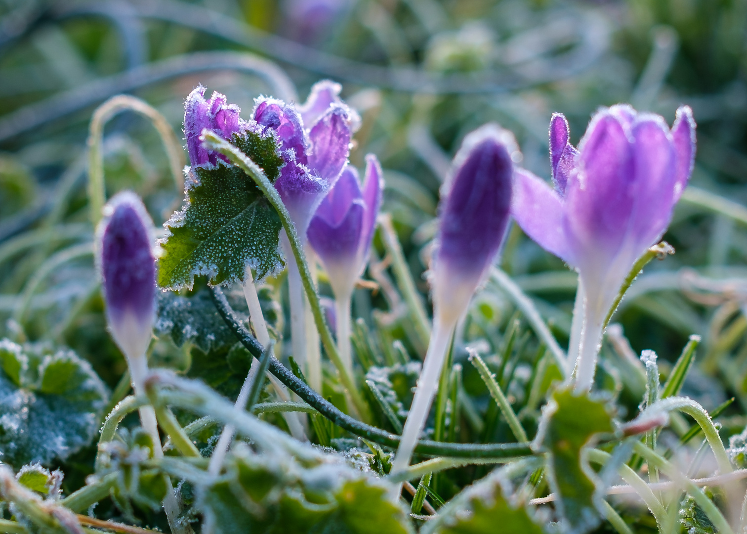 Blüte in Eis