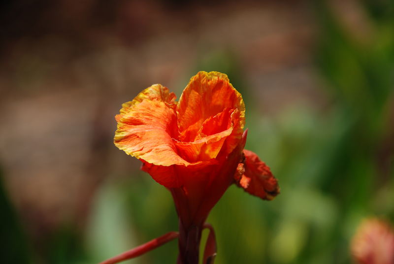 Blüte in Farbe