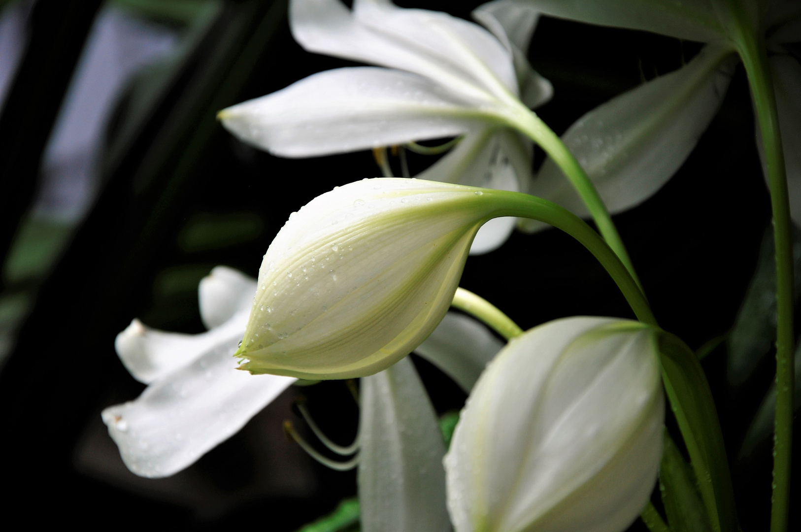 Blüte in Farbe...