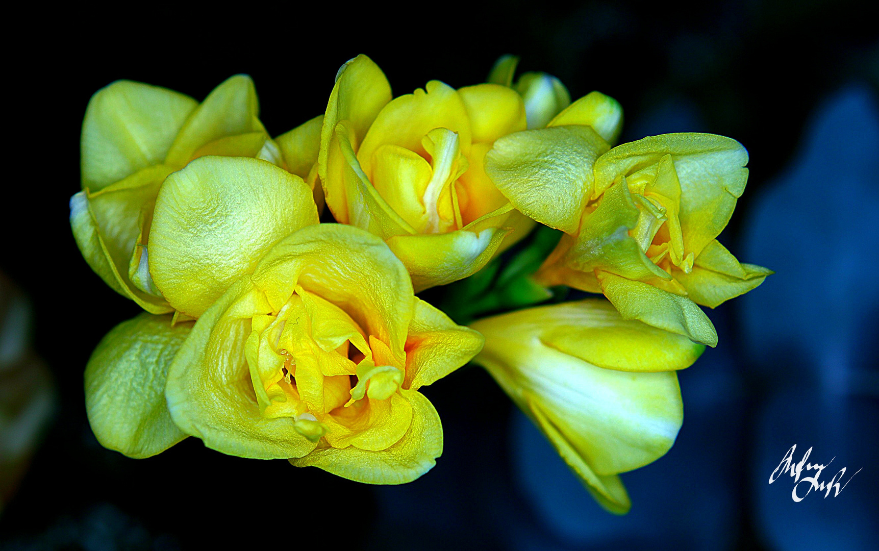 Blüte in Gelb 