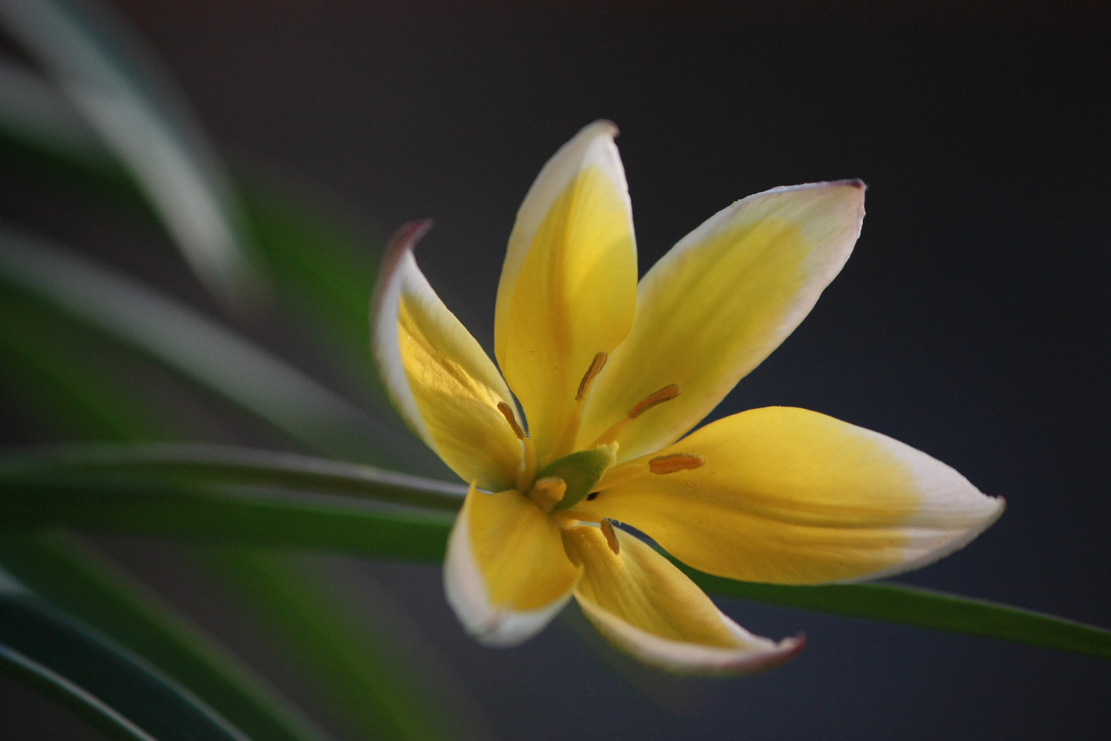 Blüte in gelb