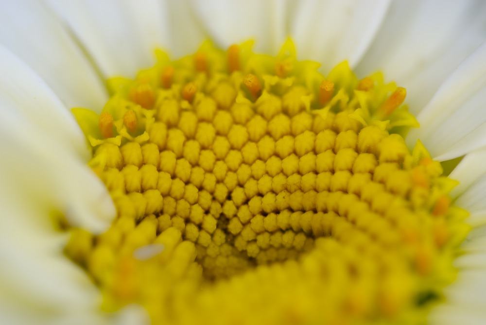 Blüte in gelb weiss