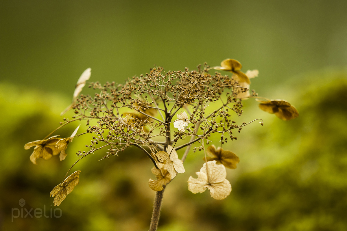 Blüte in grün