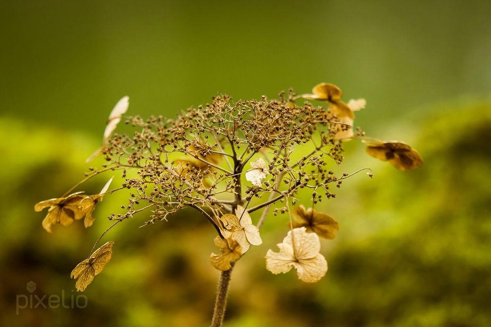 Blüte in grün