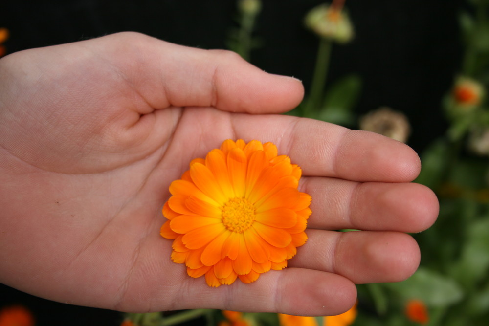 Blüte in Hand