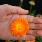 Blüte in Hand
