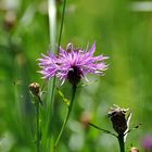 Blüte in heimischer Natur