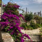 Blüte in Ligurien