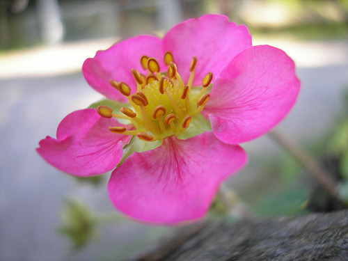 Blüte in Makro