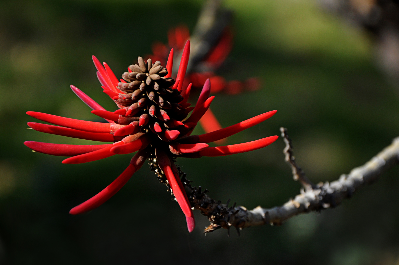 Blüte in Mexiko