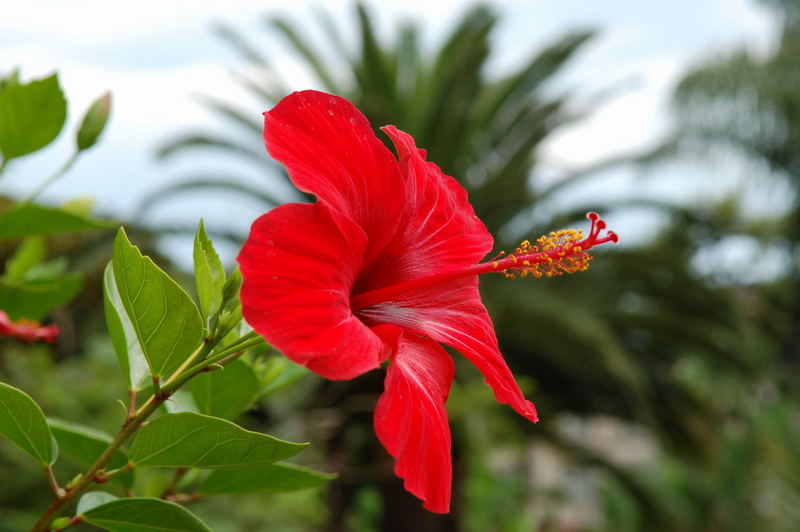 Blüte in Monaco