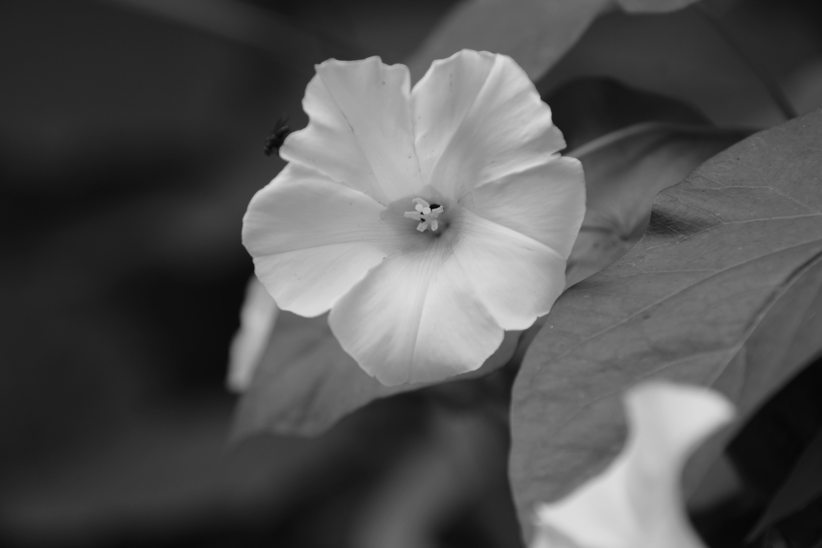 Blüte in Monochrom